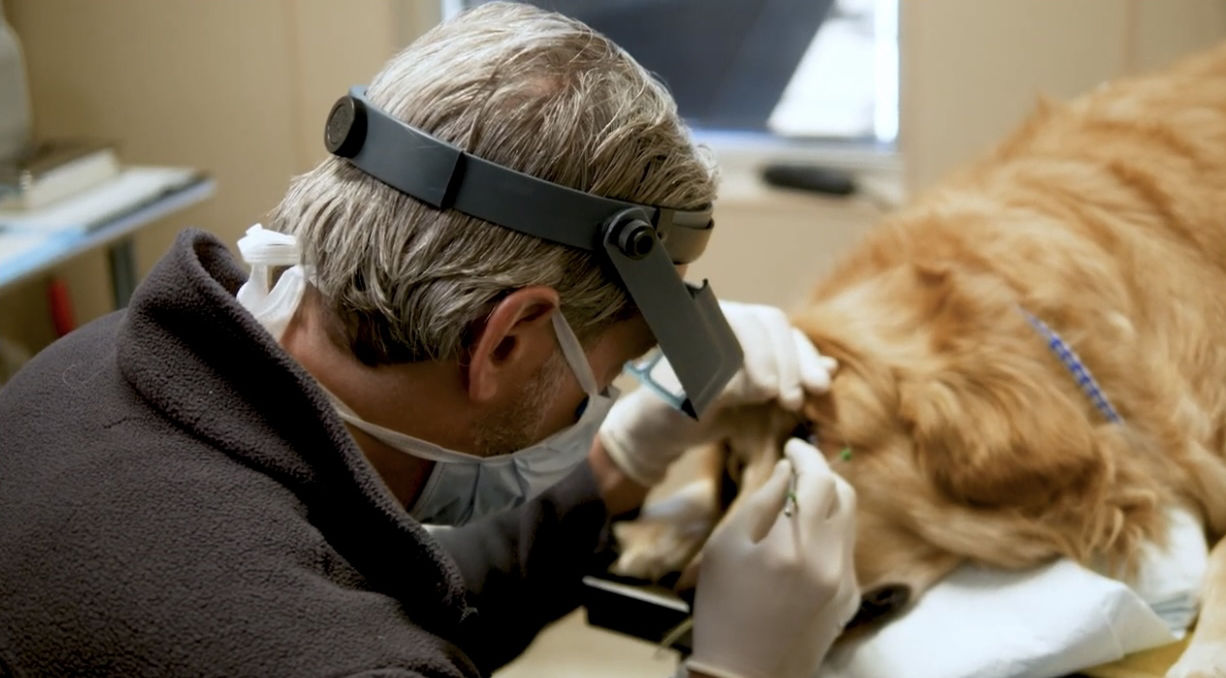 Referring DVMs – South Texas Veterinary Ophthalmology